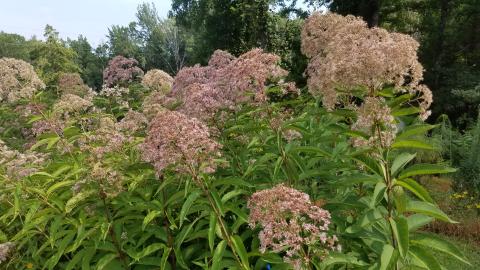 Joe-Pye Weed with pink and white flowers on top of a green stem.