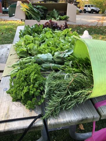 Fall vegetable plants spilling out of bucket onto wooden table.