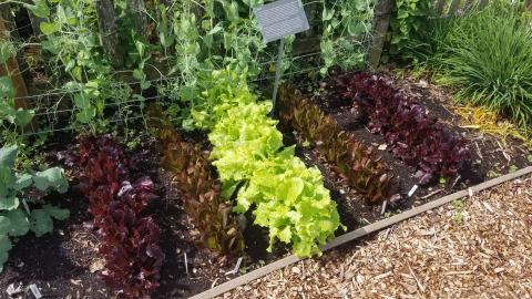 Picture of rows of lettuce in a garden.