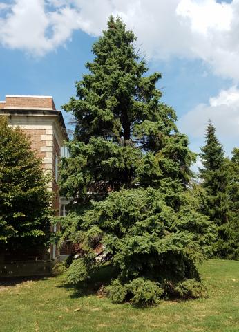 A Colorado Blue Spruce showing with unhealthy gaps between its normally thick branches.
