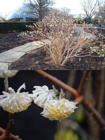 The heat island effect of St Louis at Missouri Botanical Garden provides conditions suitable for the winter-blooming paperbush (USDA Zone 7-10) but not in gardens just outside the city or across the Mississippi River (USDA Zone 6).