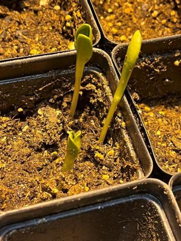 'Tavor' artichoke seedlings need exposure to 45-50° temperatures for ten days to induce budding.