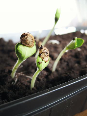 Seedlings in soil