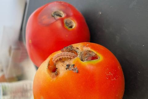 tomato worm damage