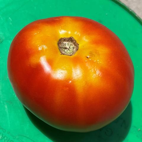 tomato with yellow shoulder disease