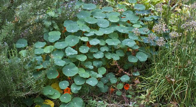 Round leaves of nasturtium are a mound of growth with red flowers peaking out