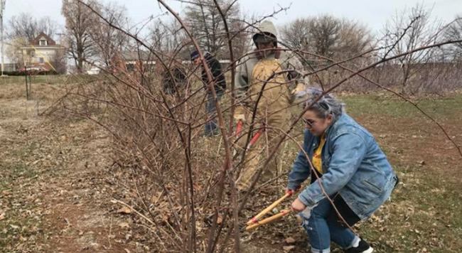 Photo credit Kelly Allsup. Gardeners prune brambles in late winter to help the plants produce more fruit in the growing season