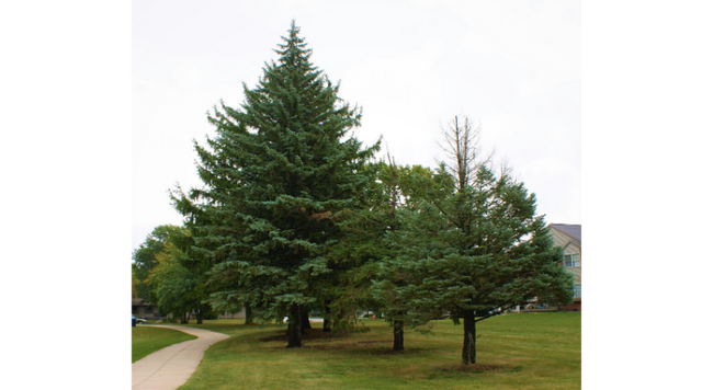 Colorado blue spruce is a non-native, commonly planted landscape tree that suffers from many issues here in Illinois. 