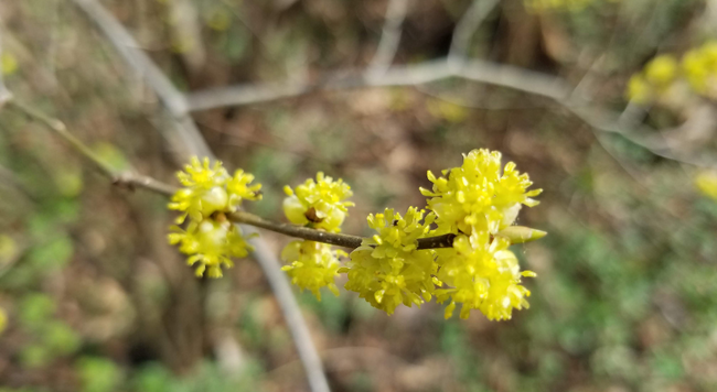 Blooms on a spicebush