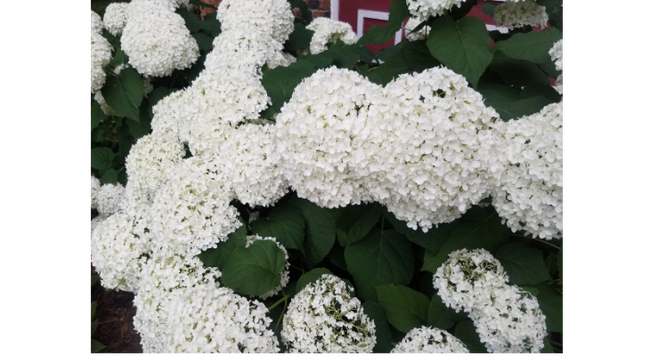 The ‘Annabelle’ hydrangea is a cultivar that was originally collected from a wild specimen in southern Illinois and remains one of the most popular in production today.