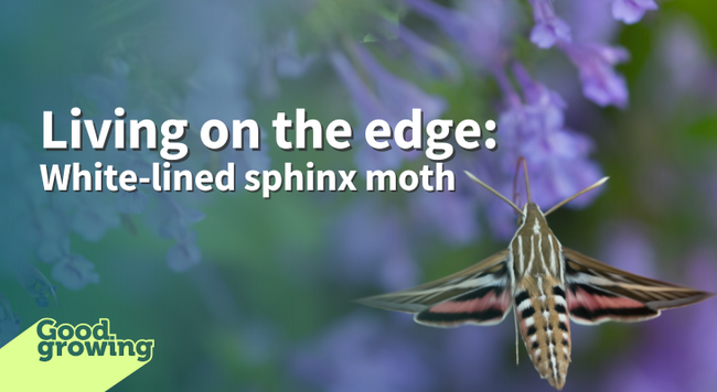 Living on the edge: White-line Sphinx Moth, moth feeding from purple tubular flowers