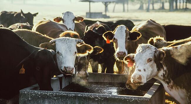Group of cattle standing around cement waterer and shade in a pasture lot