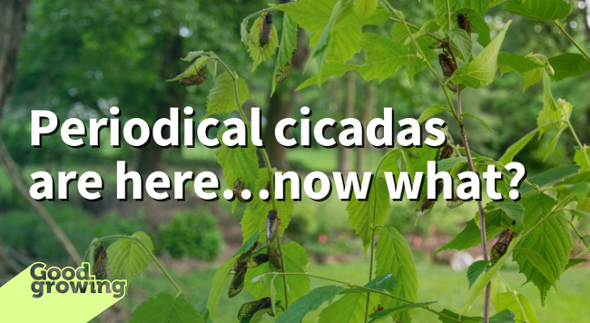 Periodical cicadas are here...now what? Adult periodical cicadas resting on a hazelnut bush