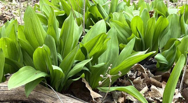 green lance-shaped leaves of ramps growing from woodland ground