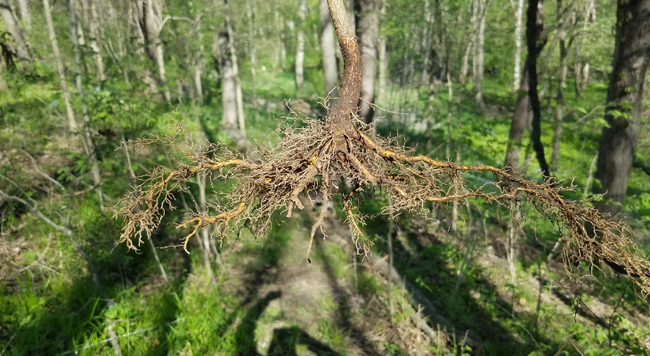 A picture of tree roots that have been pulled out of the ground