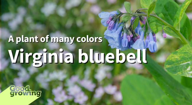 A plant of many colors: Virginia bluebells. Purple and blue bluebell flowers. 