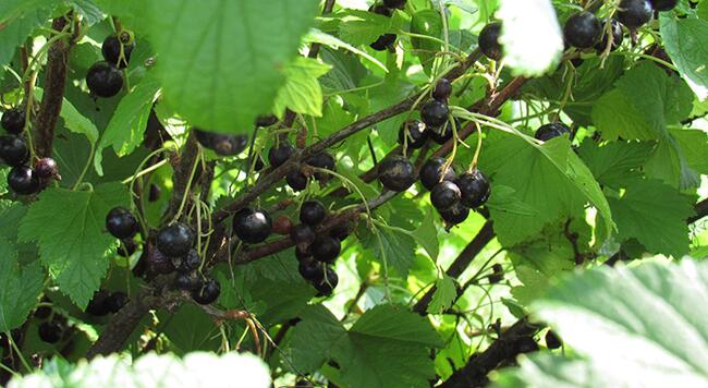 black currant berries and leaves on a mature plant