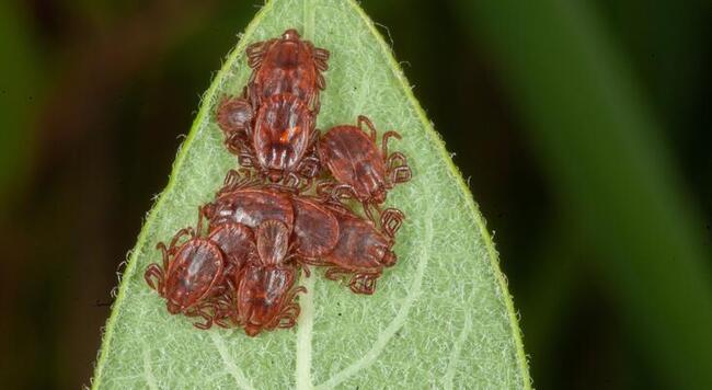A collection of small ticks gather on the end of a leaf