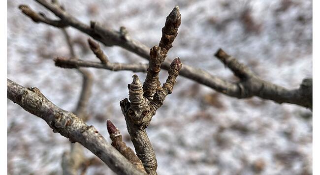 up close view of dormant apple fruit bud