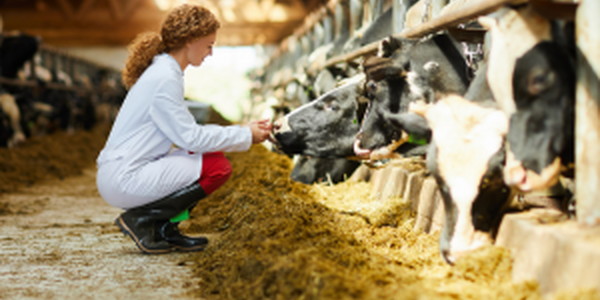woman feeding dairy cattle