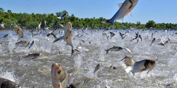 silver carp jumping out of water