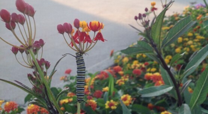 monarch caterpillar climbing down a stalk of milkweed