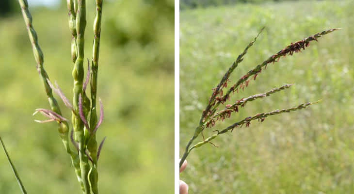 inflorescences of gama grass showing stigmas of female flowers on left, and anthers of male flowers on right
