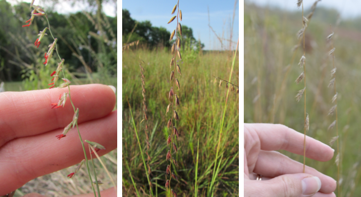 From left to right, inflorescence with red anthers visible on spikelets; inflorescence showing zig zag rachis and spikelets; brown spikelets seen in fall