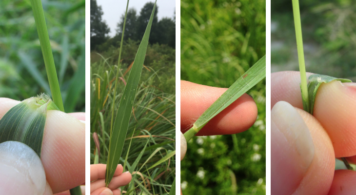 from left to right: hairy ligule of giant foxtail, leaf of giant foxtail, leaf of yellow foxtail with long hairs, hairy ligule of yellow foxtail