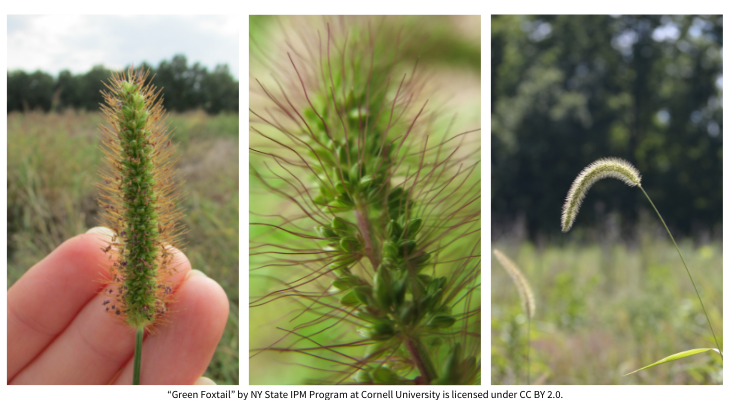 from left to right: inflorescence of yellow, green, and giant foxtail