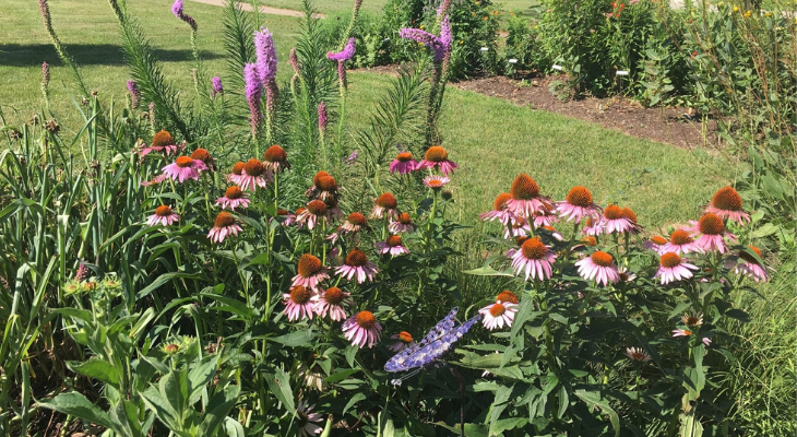dargan park pollinator plot