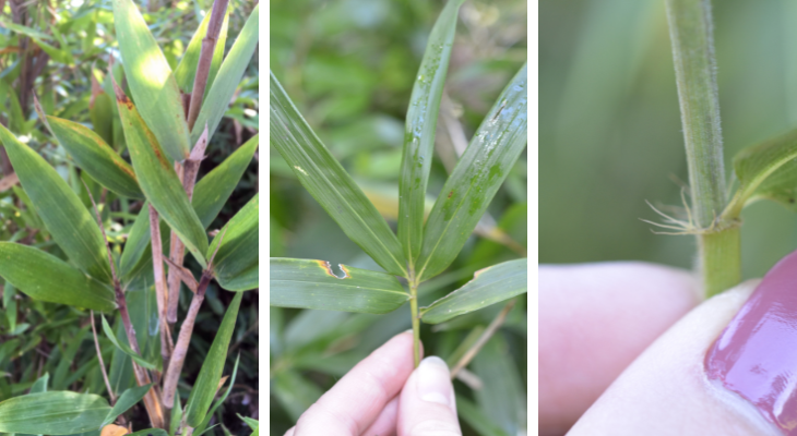 left shows closeup of leaves, which are short and broad, middle shows closeup of leaves, which are thin and long, right shows closeup of bristles at top of leaf sheath