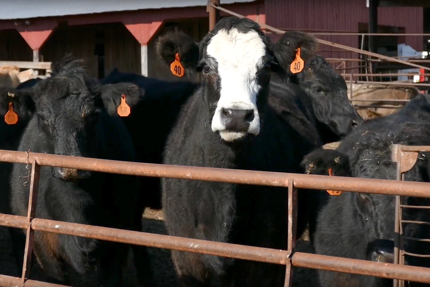 beef cattle herd on farm