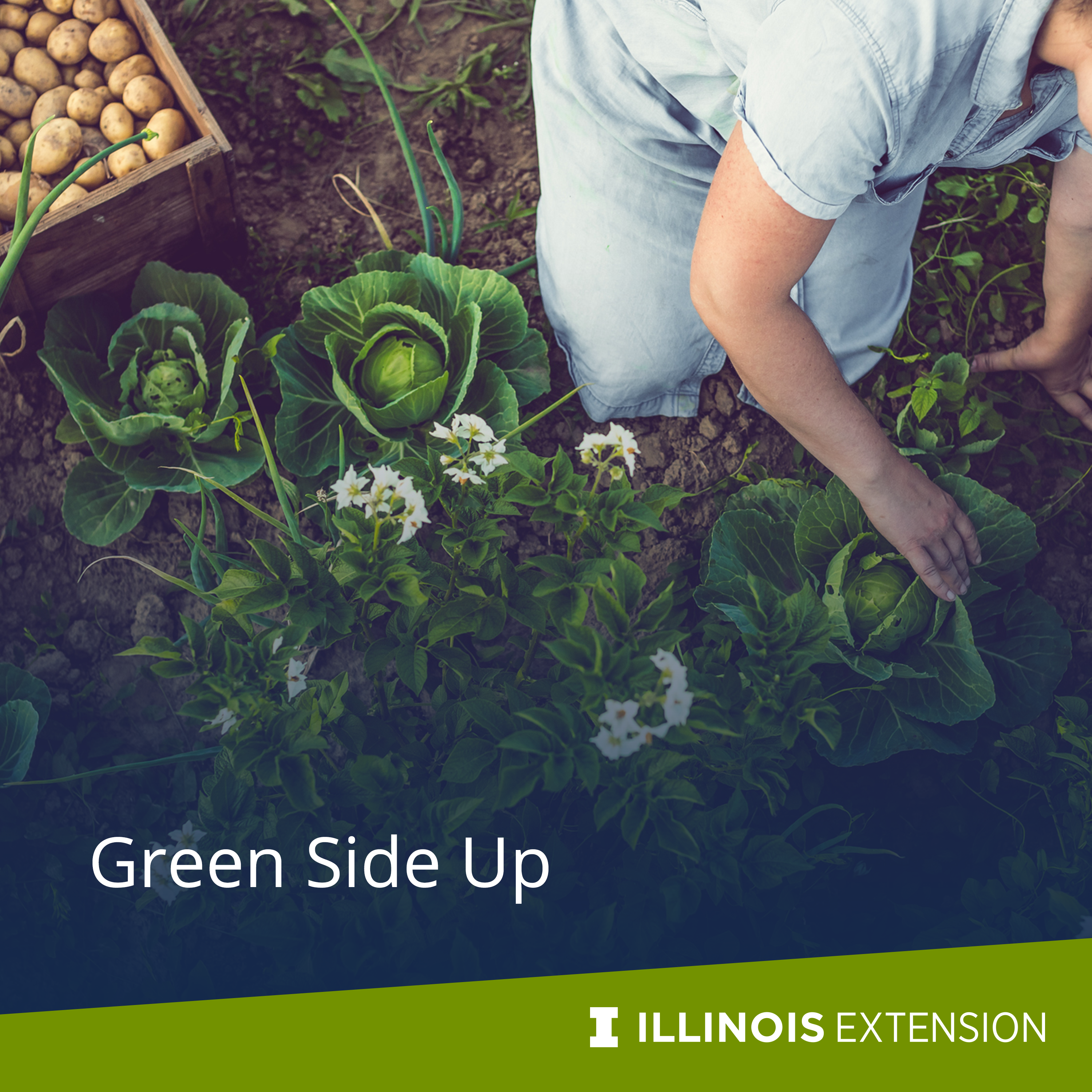 Green Side Up image