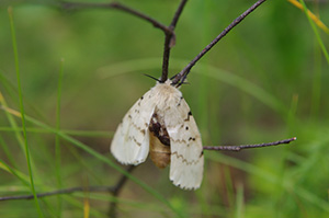 Crop pest moth