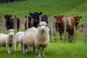 Livestock: sheep and cows