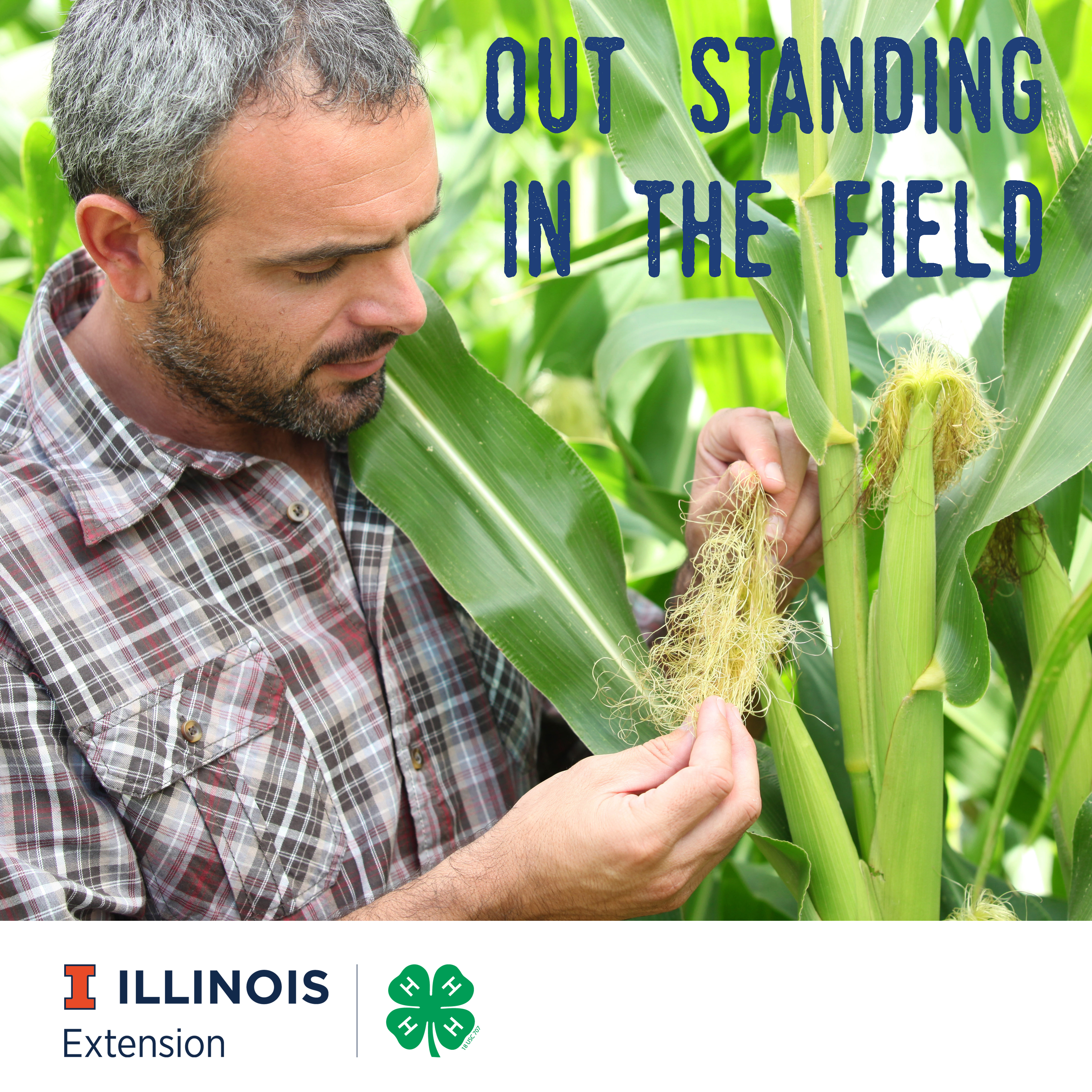 Man observing a corn cob in field.