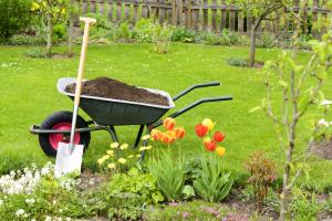 Wheelbarrow and shovel in garden