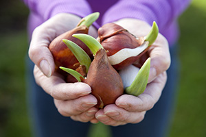 Bulbs held in hand that are sprouting