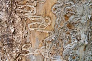 Emerald Ash Borer damage on dead tree trunk
