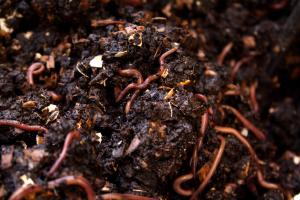 compost pile full of worms