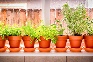 Potted herb plans