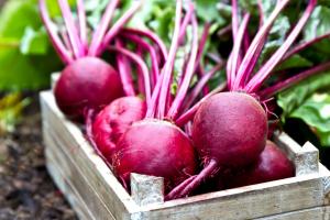 Crate of fresh picked beets
