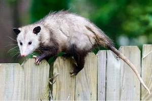 opossum on top of wooden fence