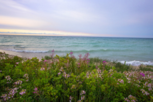 wildflowers and beach in front of Lake Michigan
