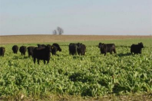 Cattle grazing on cover crops at the Dudley Smith farm