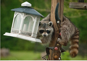 Raccon on a pole trying to get at a bird feeder