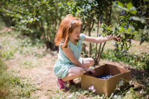 Young girl harvesting plants