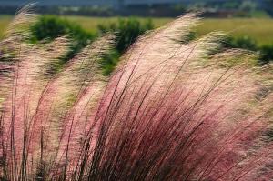 pink ornamental grass plumes