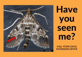 Eruopean Peper Moth Ad